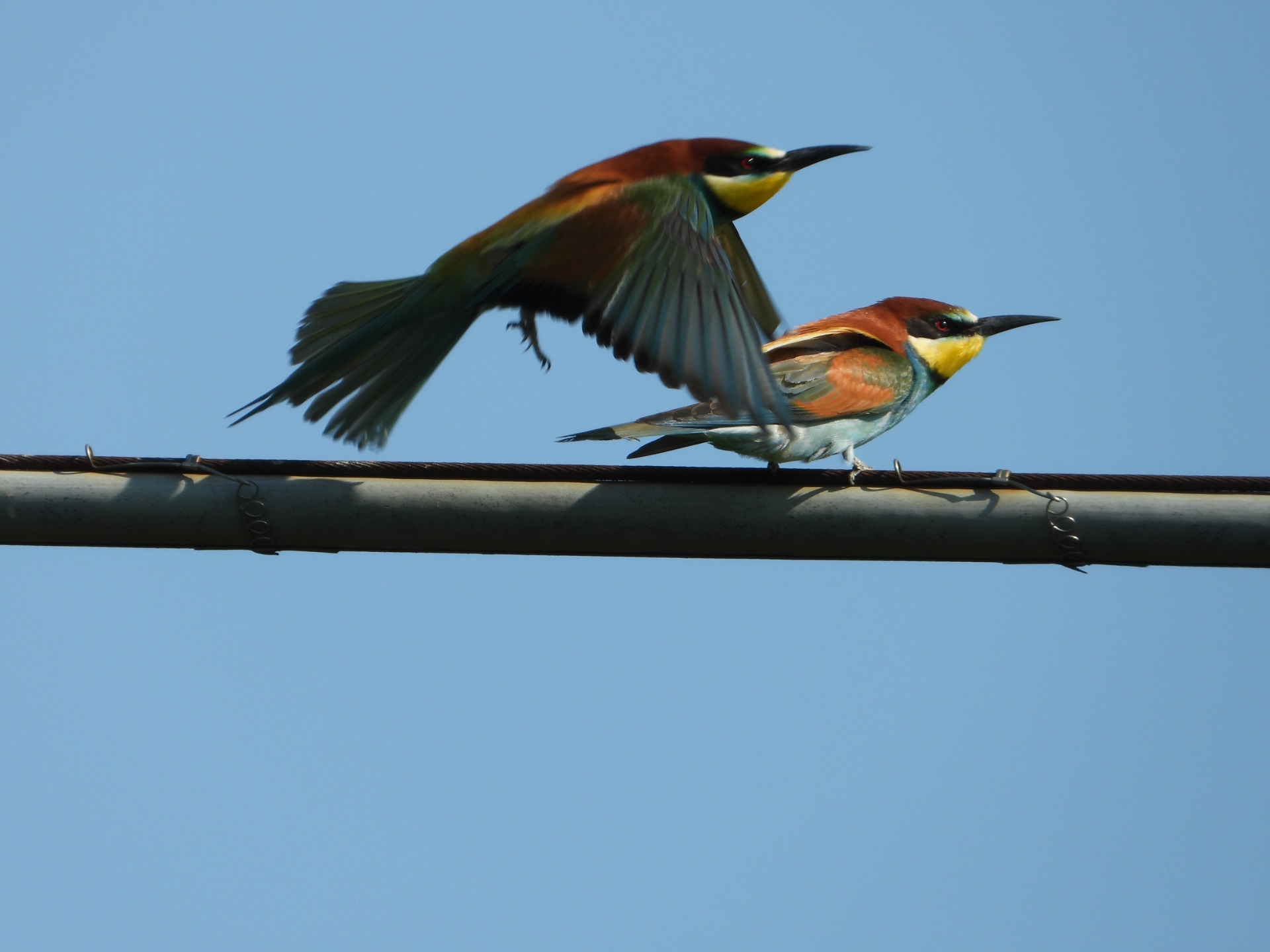 Gruccione (Merops apiaster)